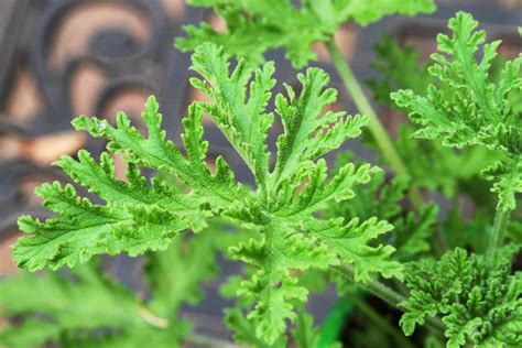 Citronella Plant Care .